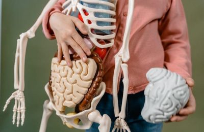 atlas of human anatomy pdf netter