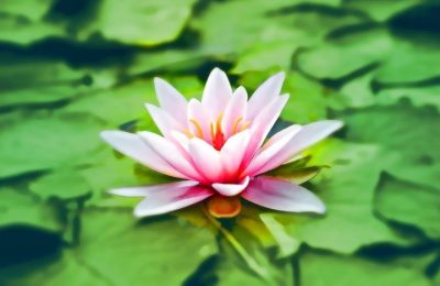 origami lotus flower instructions pdf