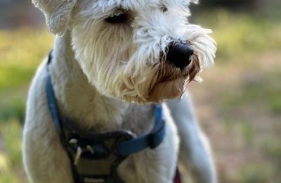 easy walk harness instructions pdf